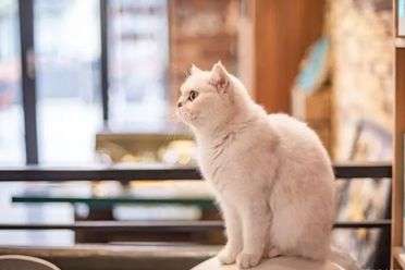 如何從外在身體特征去判斷貓咪是否處在健康的狀態？